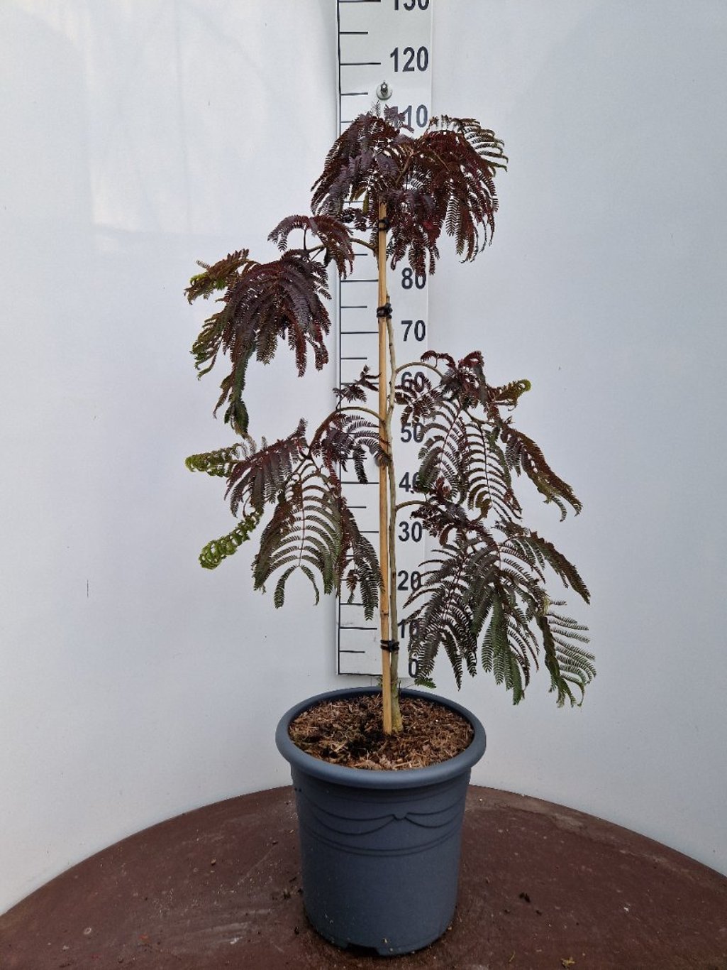 Albizia julibr. 'Chocolate Fountain'® - C20 100-125 CM